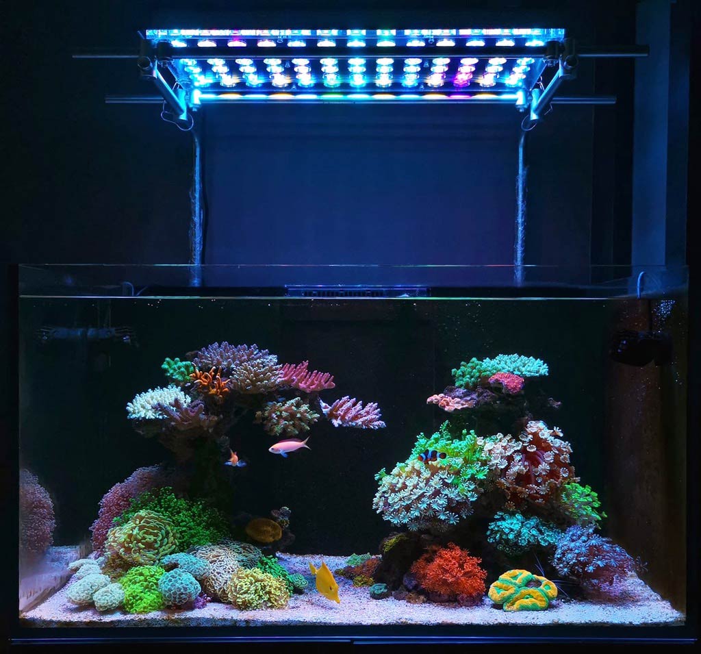 На изображении аквариум, которые освещается комбинированной подсветкой