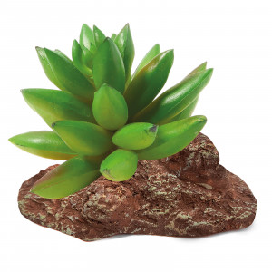 Растение для террариума "Толстянка", зеленое, 95*70*90мм